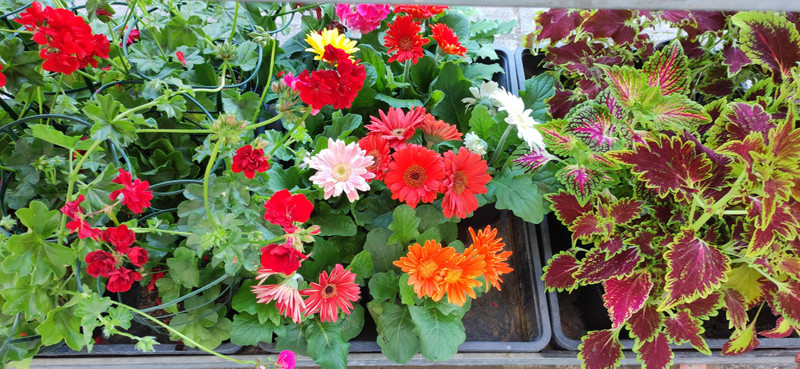 Floristería EL PUENTE 9