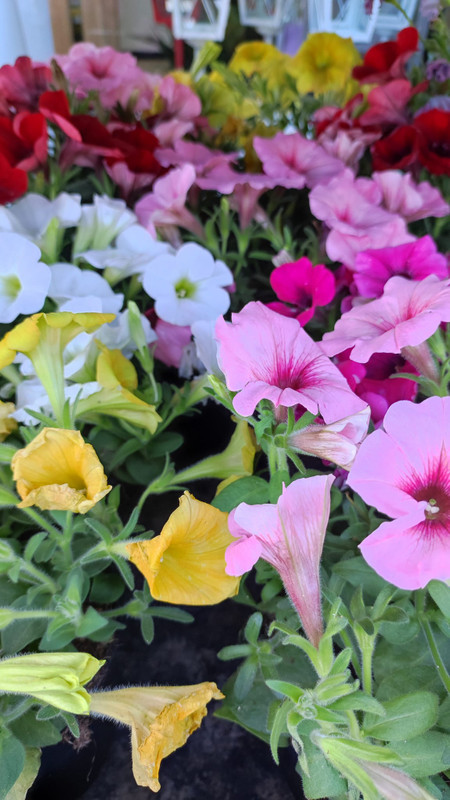 Floristería EL PUENTE 10