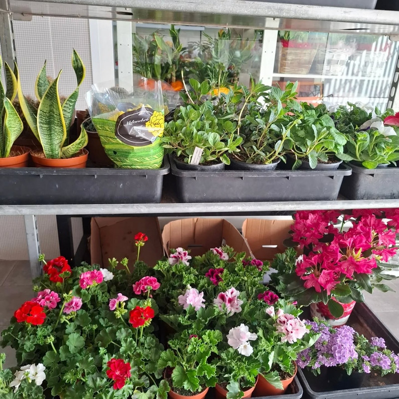 Floristería EL PUENTE 18